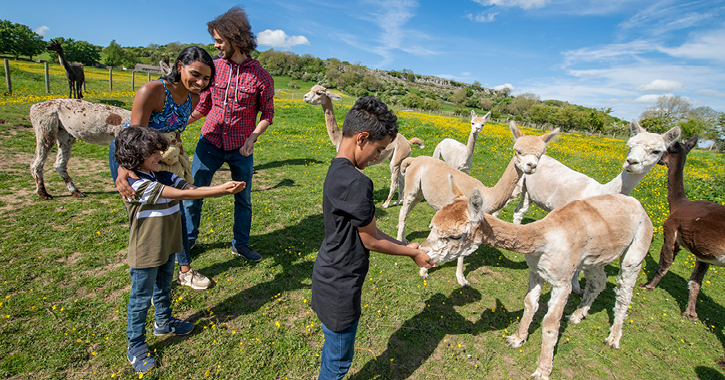 family feeding alpacas at Teesdale Alpacas in the Durham Dales